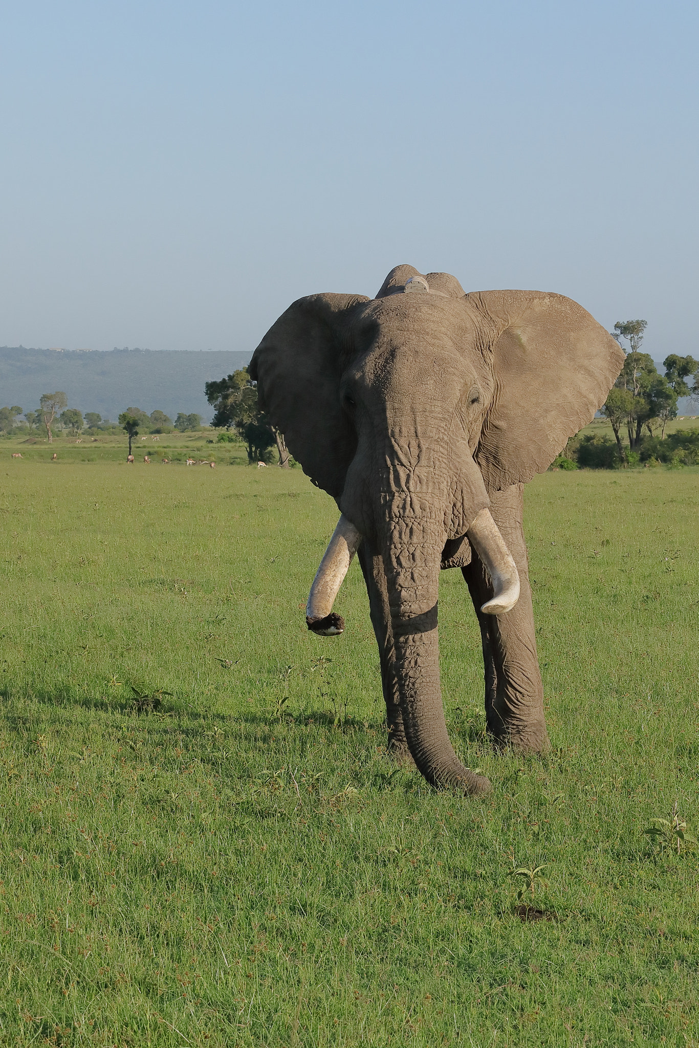 Canon EF 70-200mm F4L USM sample photo. Bull elephant photography