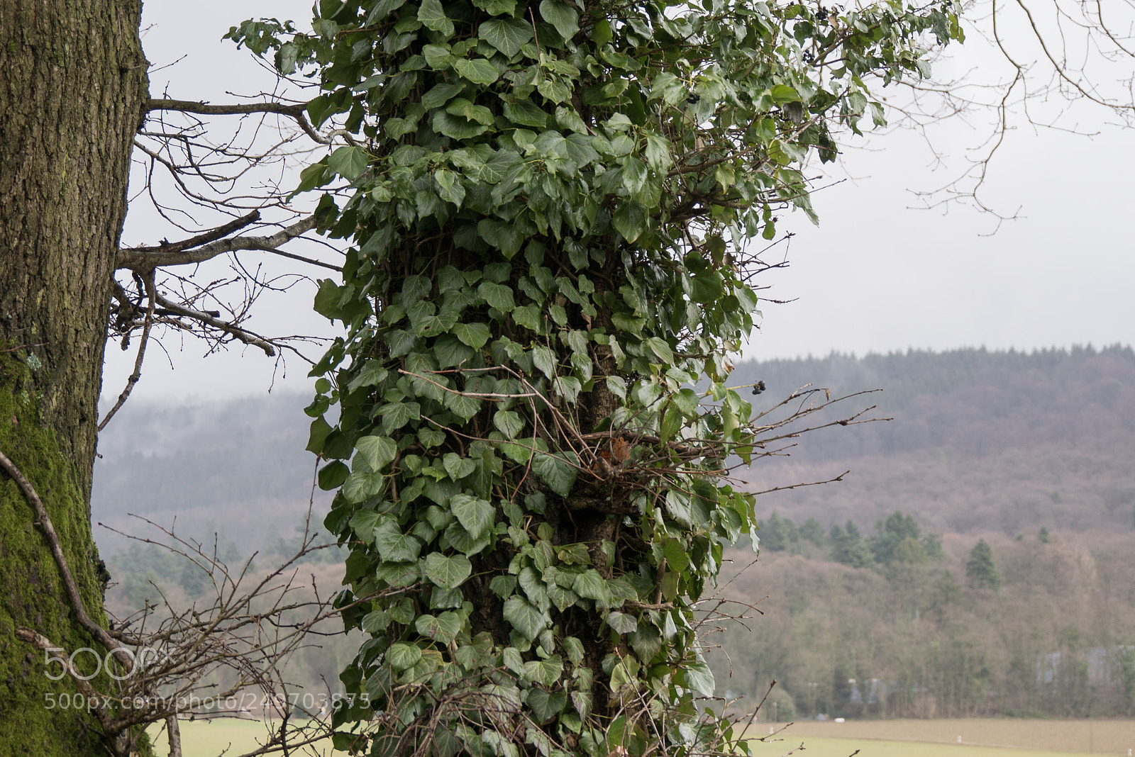 Panasonic DMC-G70 sample photo. Ivy photography