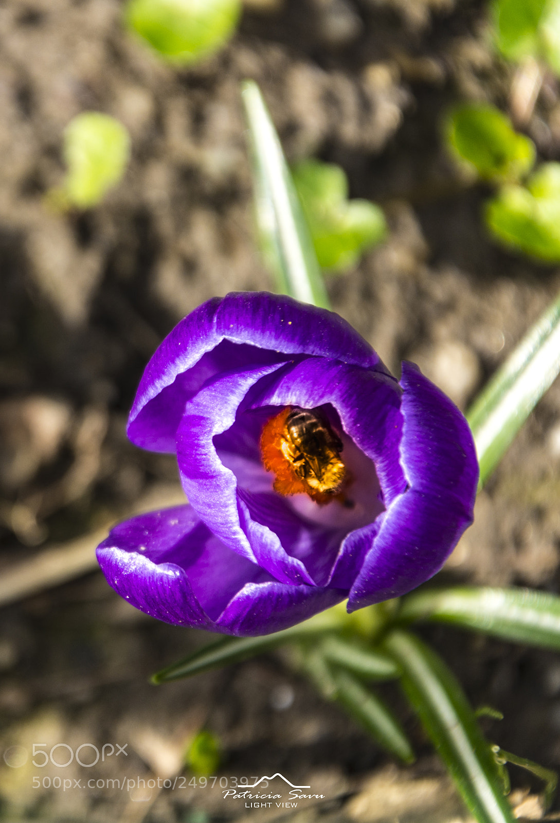 Nikon D7200 sample photo. Bee to be! photography