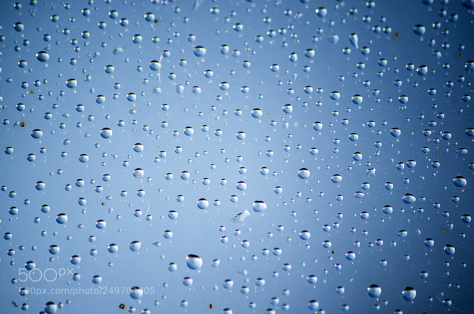 Nikon D5100 sample photo. Macro photography