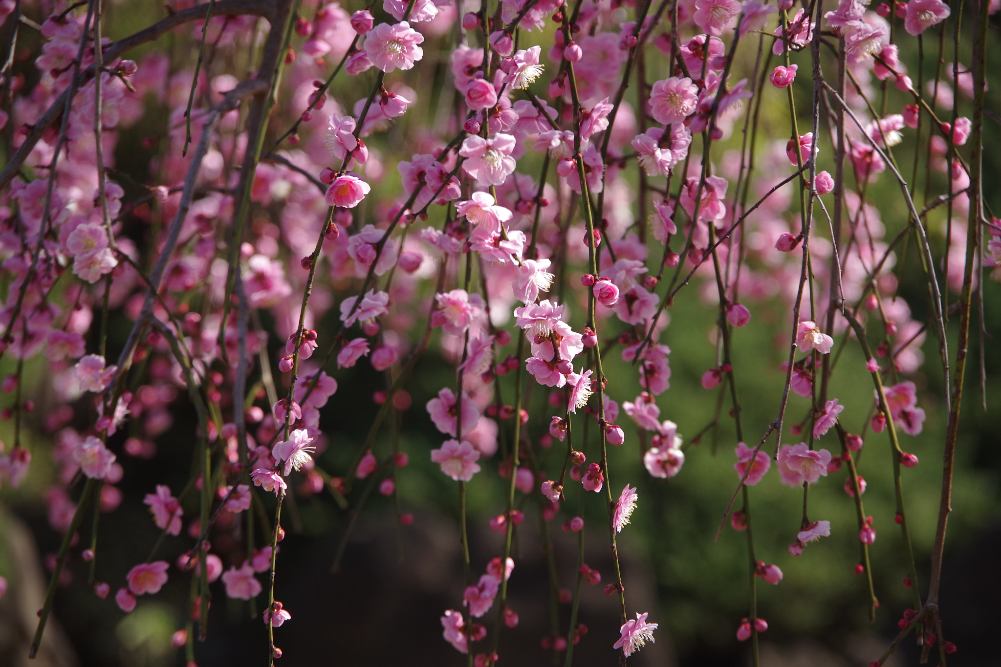 Pentax K-S2 sample photo. Ume 2018 #1 photography