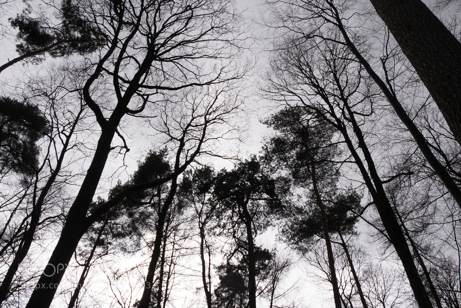 Panasonic DMC-G70 sample photo. Tree silhouettes photography