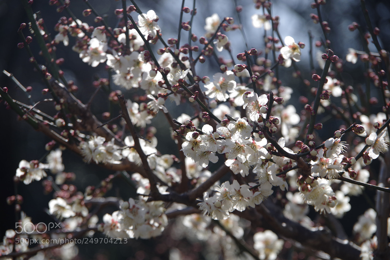 Pentax K-S2 sample photo. Ume 2018 #2 photography