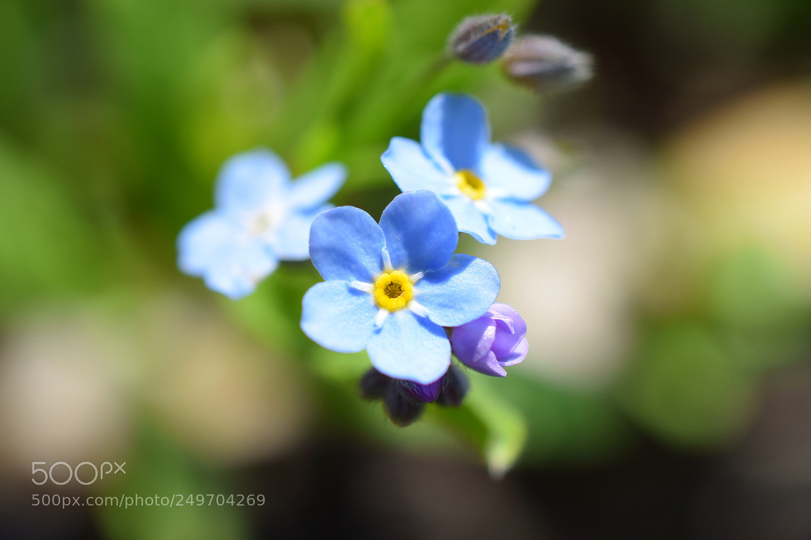 Nikon D5300 sample photo. Forget me not flowers photography