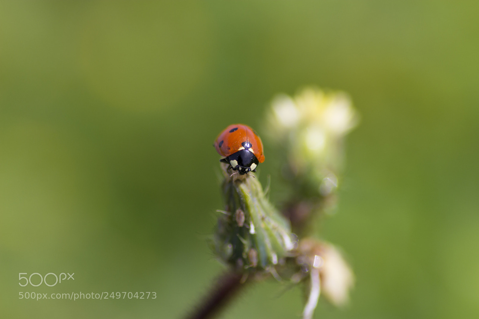 Canon EOS 600D (Rebel EOS T3i / EOS Kiss X5) sample photo. Ladybug 2 photography