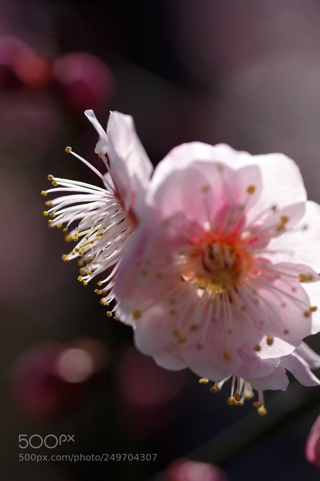 Pentax K-70 sample photo. Ume 2018 #3 photography