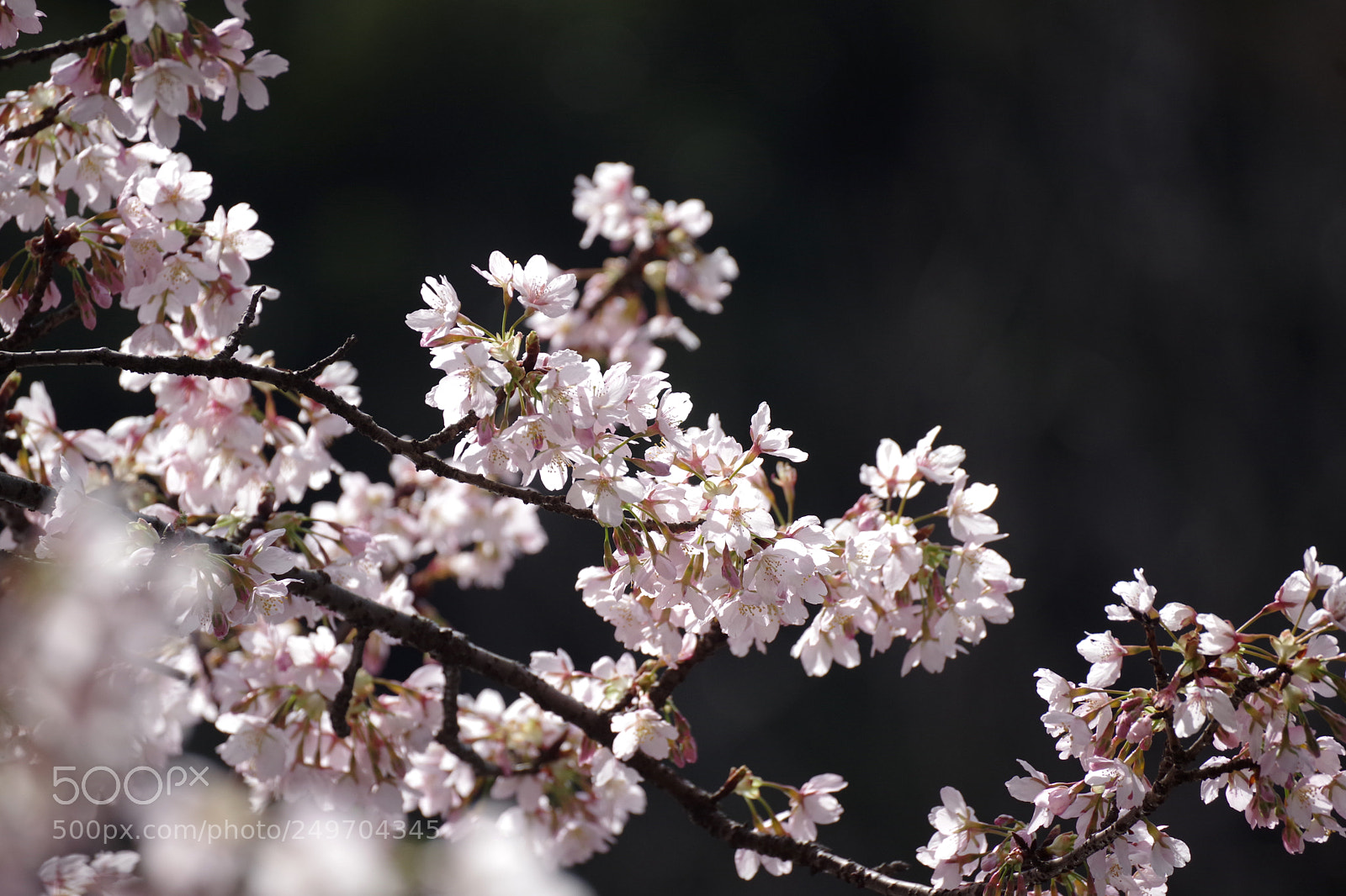 Pentax K-70 sample photo. 大寒桜 (sakura) 2018 #1 photography