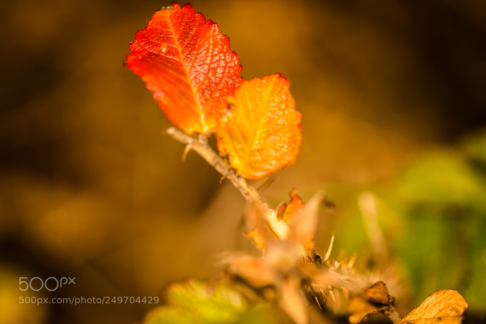 Sony a6000 sample photo. Das golden-rote blatt photography