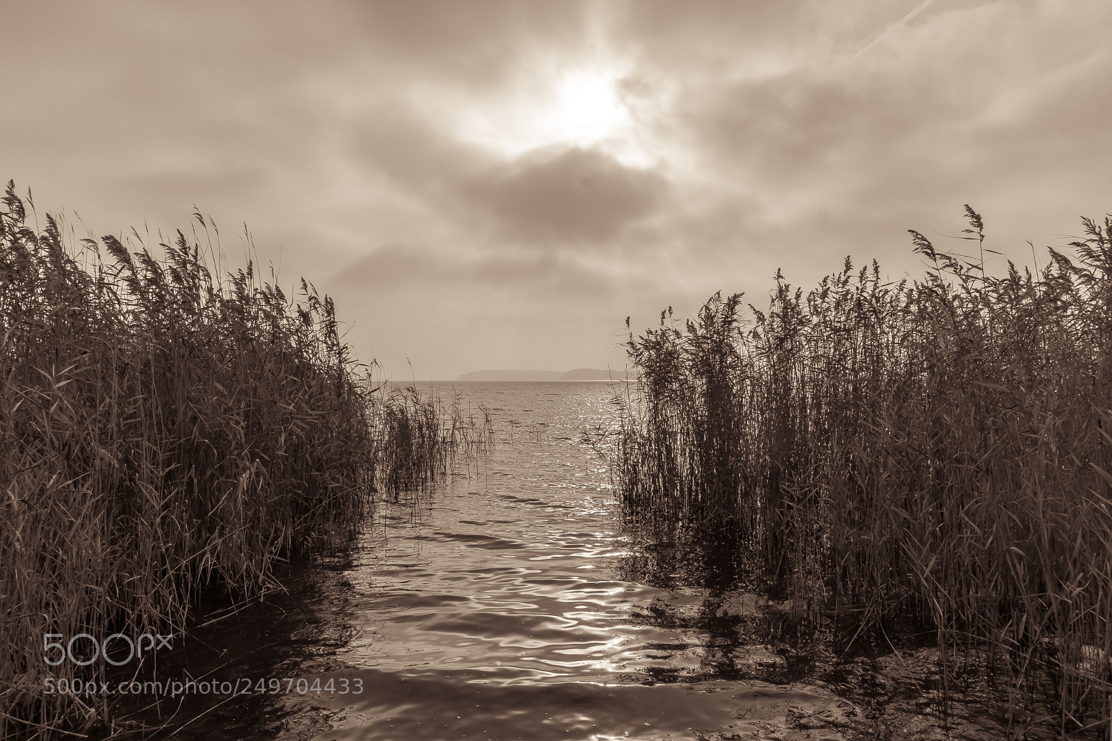 Sony a6000 sample photo. Schilf im wasser photography
