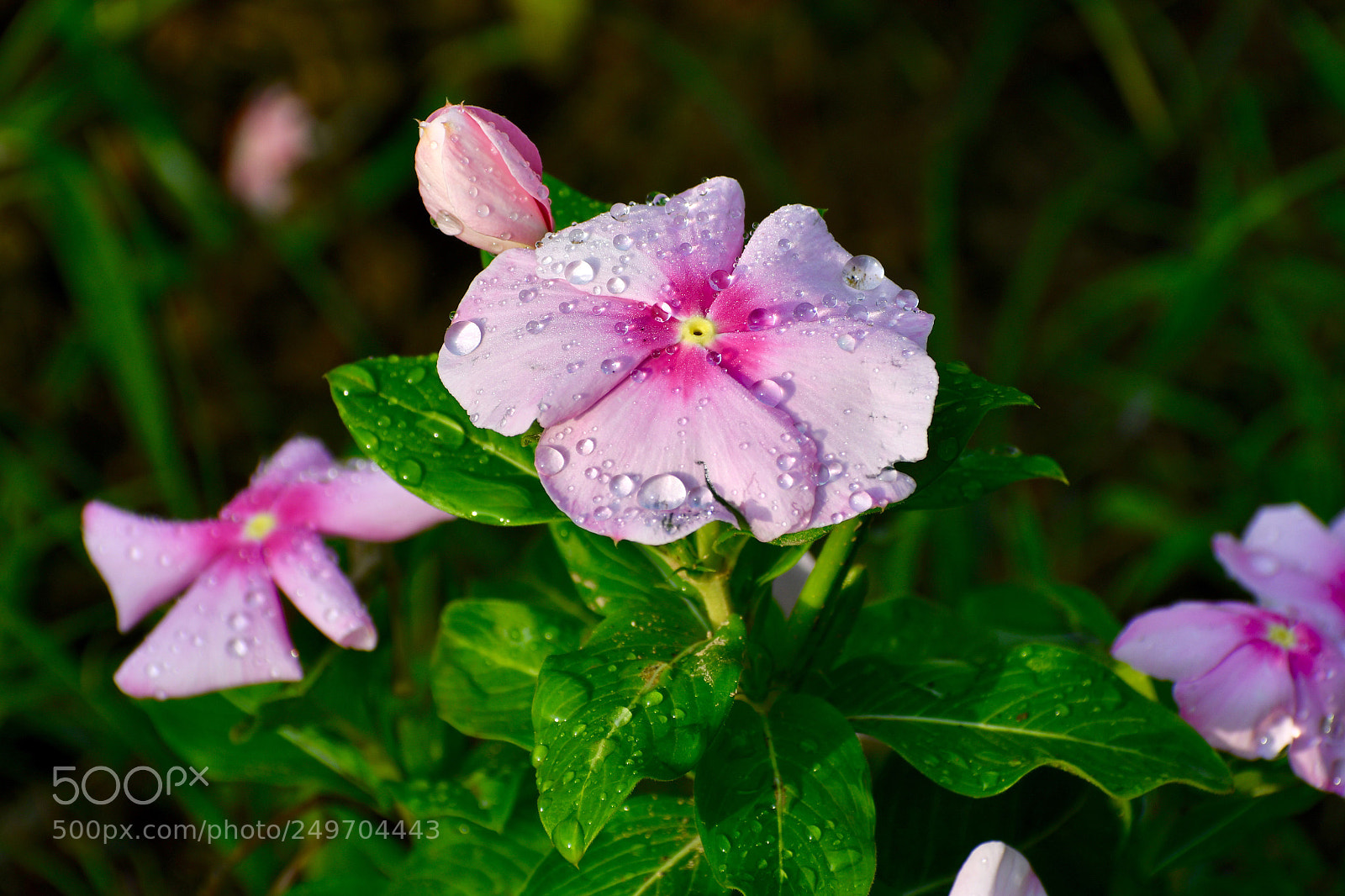 Nikon D7500 sample photo. Untitled photography