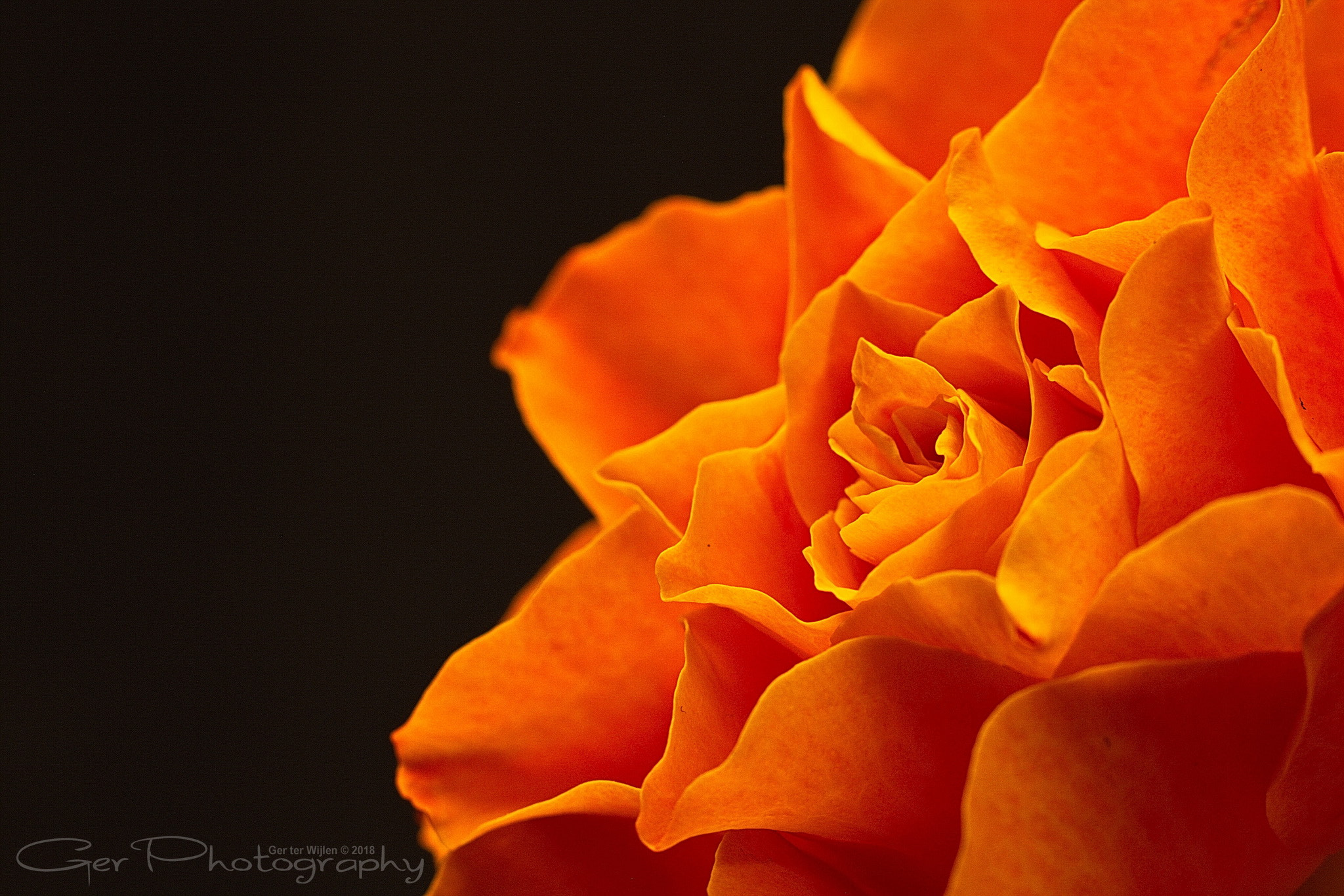 Canon EOS 7D sample photo. Orange rose photography
