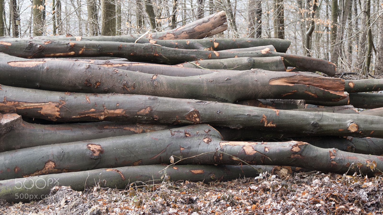 Panasonic DMC-G70 sample photo. Tree trunks photography