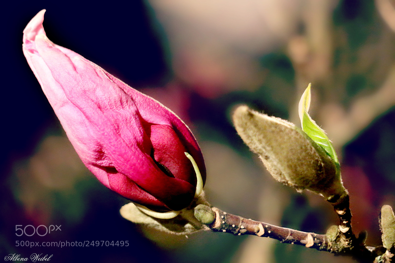 Canon EOS 70D sample photo. Тhe colors of magnolia,,, photography