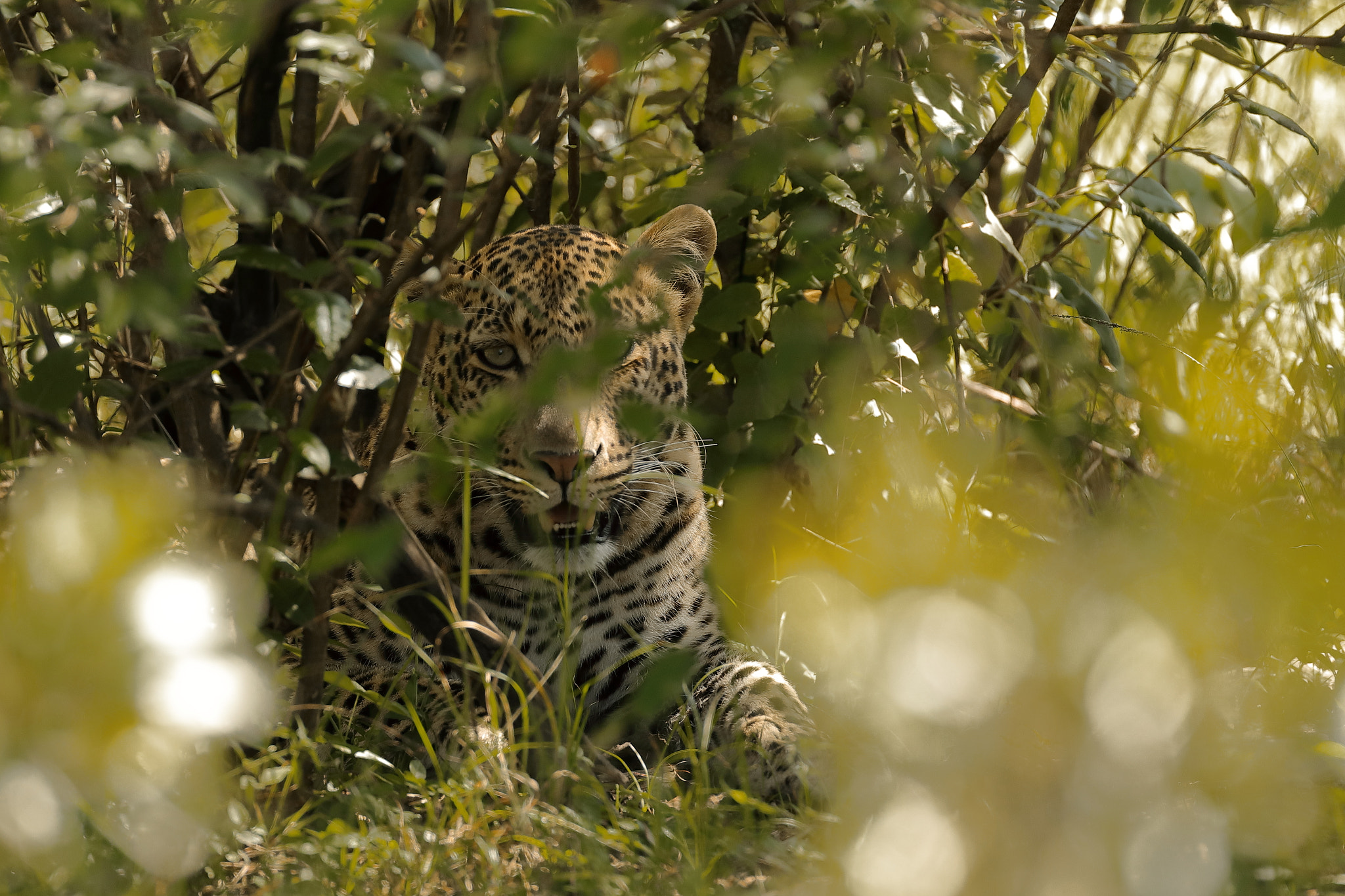 Canon EOS 5D Mark IV + Canon EF 500mm F4L IS USM sample photo. Peeping leopard photography