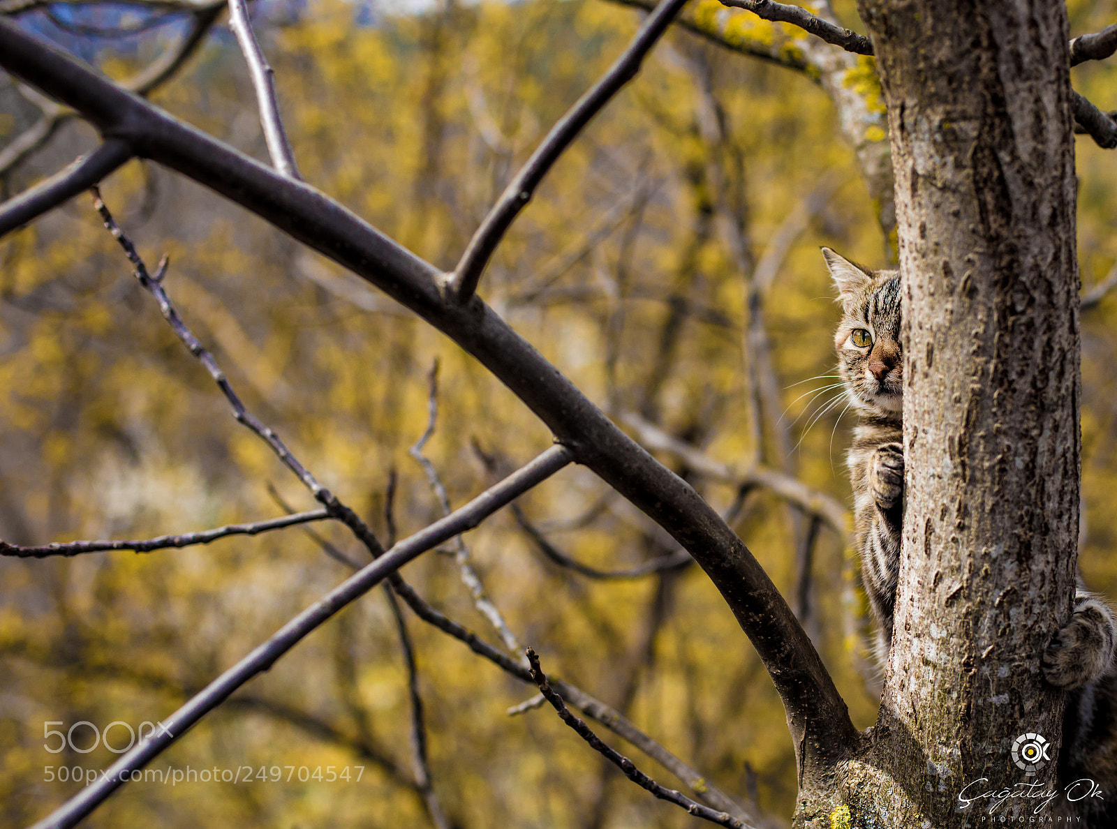 Canon EOS 5D Mark IV sample photo. Wild cat photography