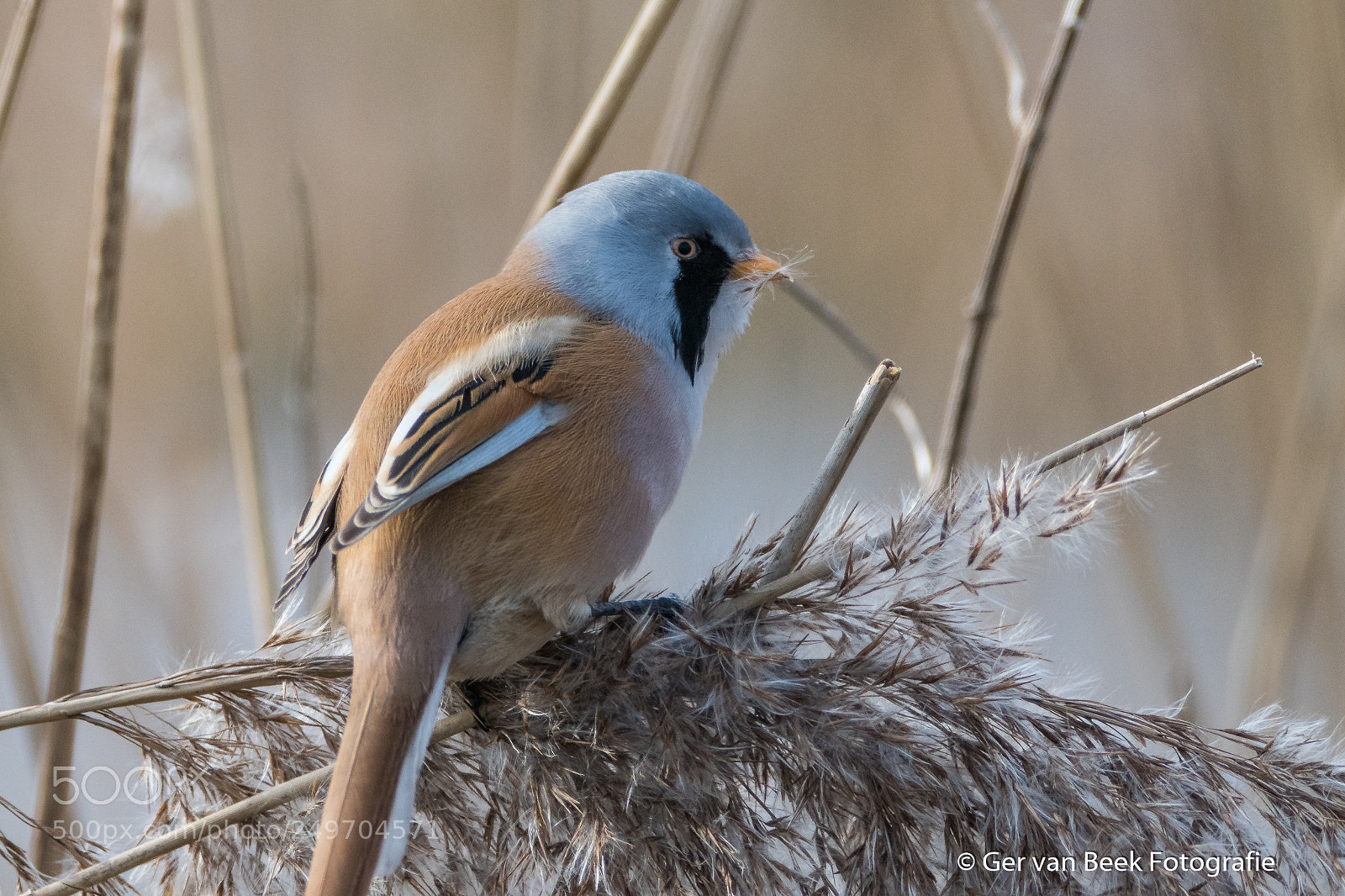 Nikon D7500 sample photo. Bearded reedling photography