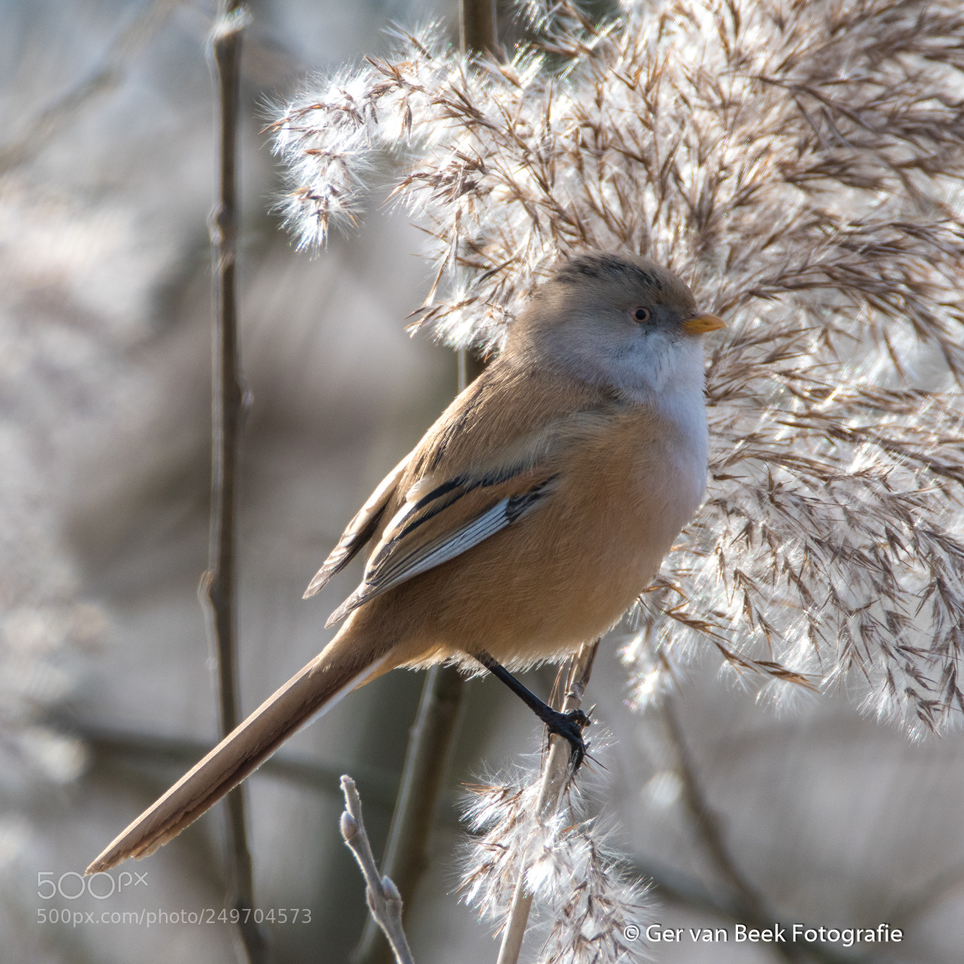 Nikon D7500 sample photo. Bearded reedling photography