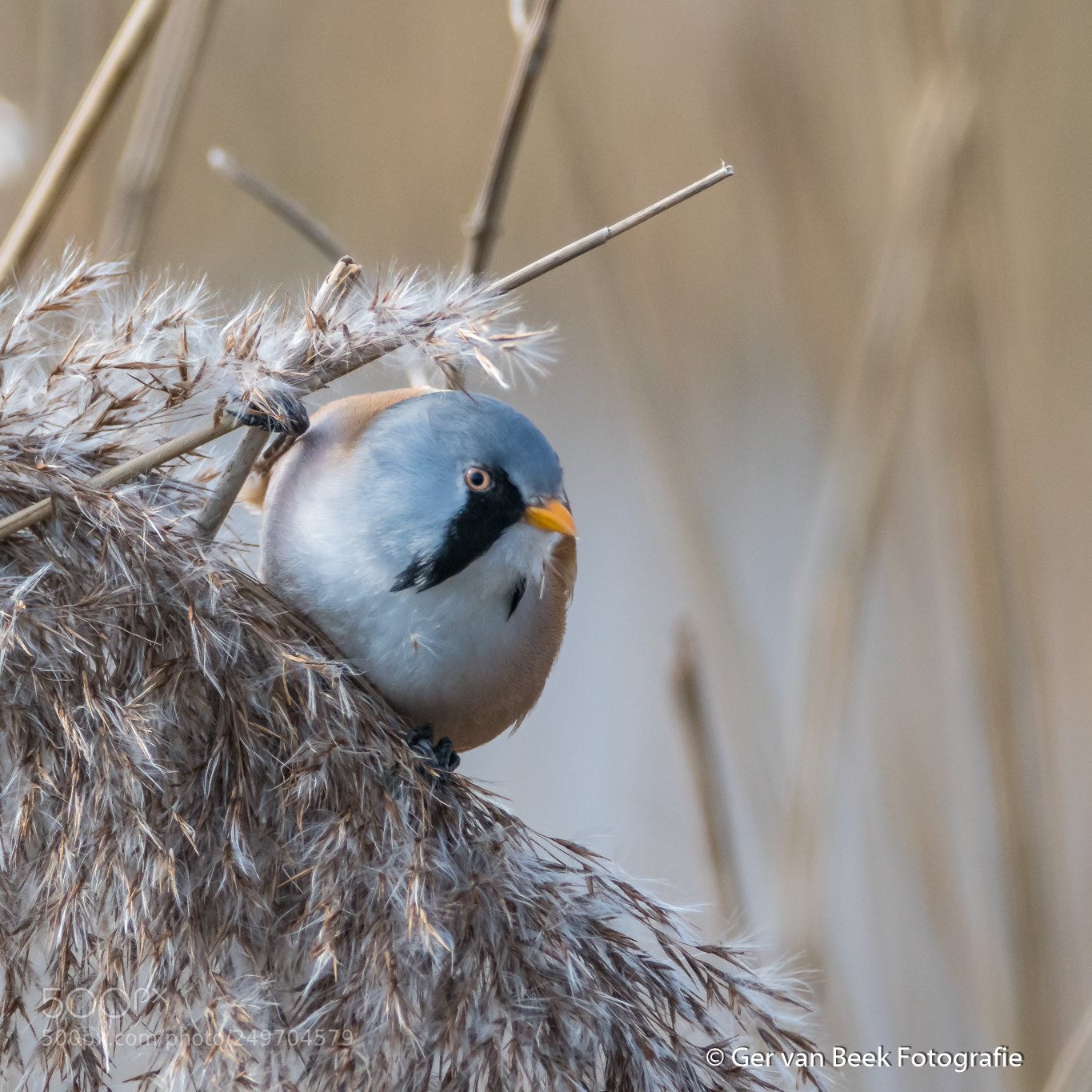 Nikon D7500 sample photo. Bearded reedling photography