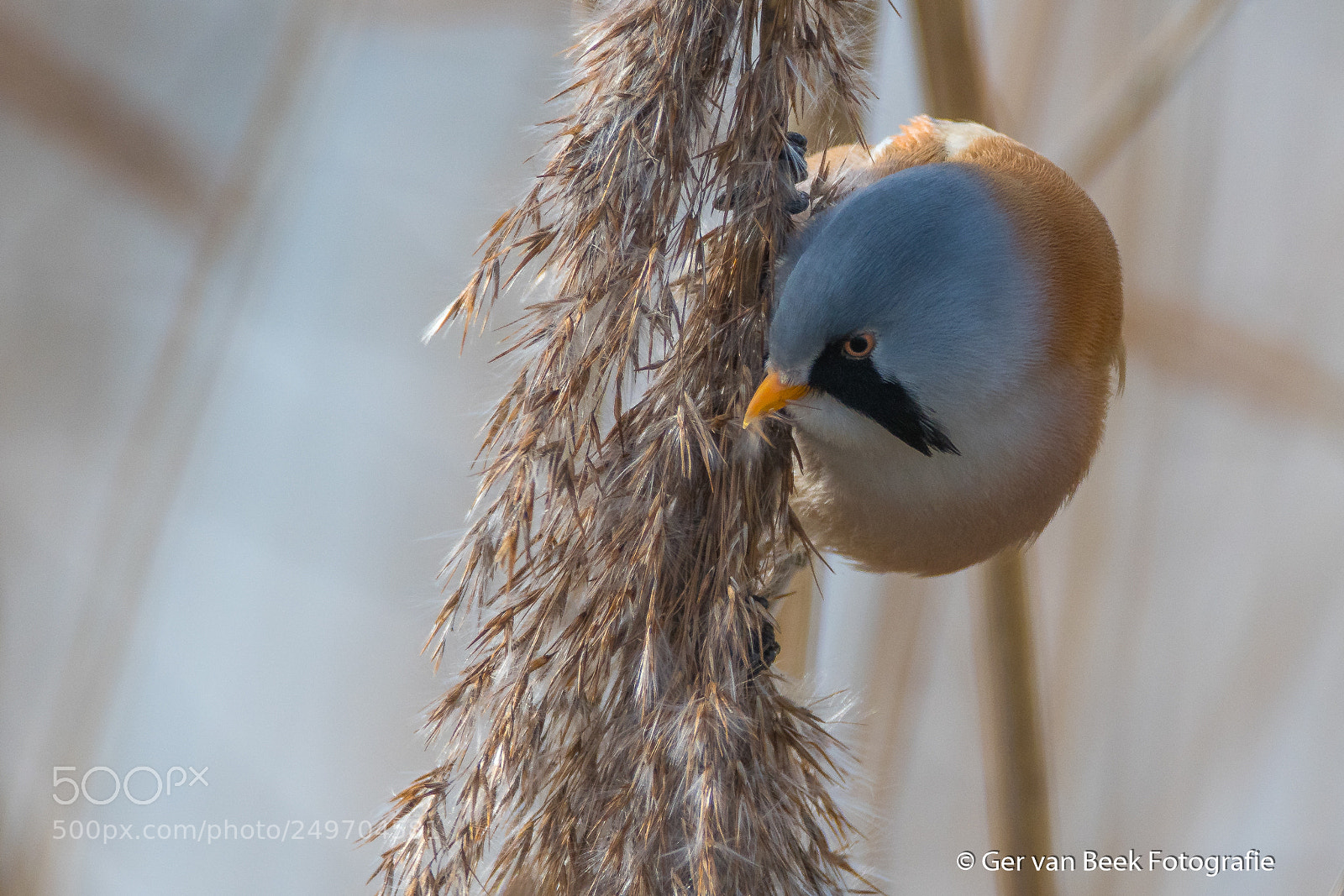 Nikon D7500 sample photo. Bearded reedling photography