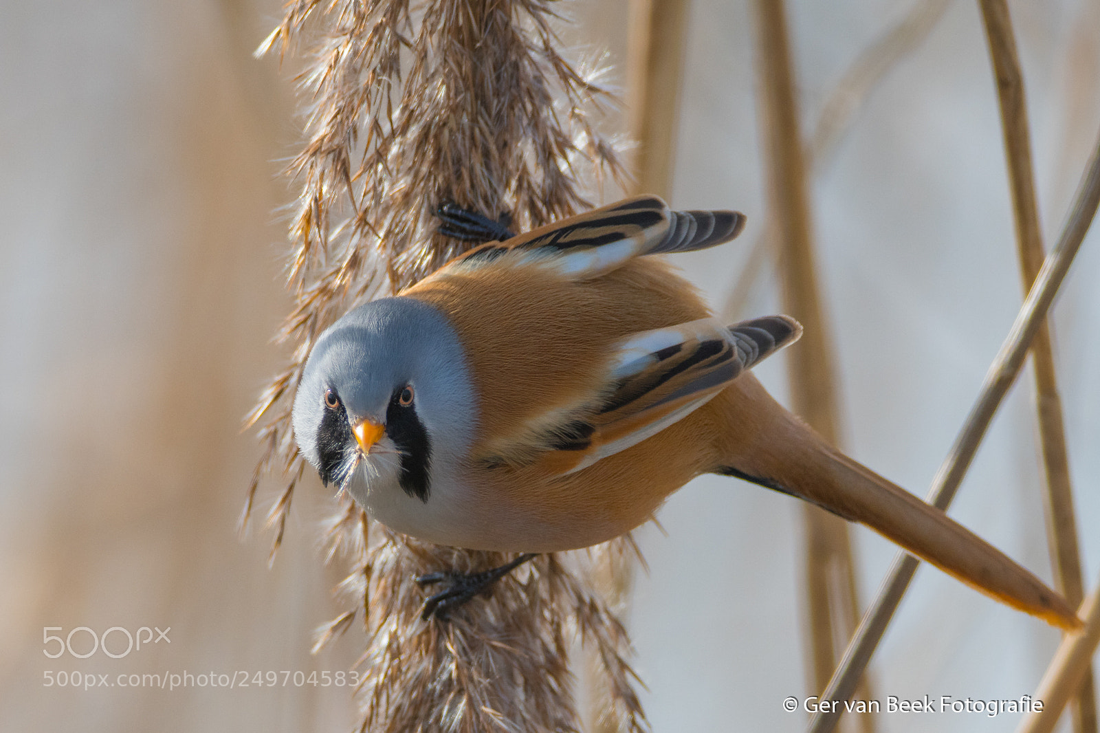Nikon D7500 sample photo. Bearded reedling photography