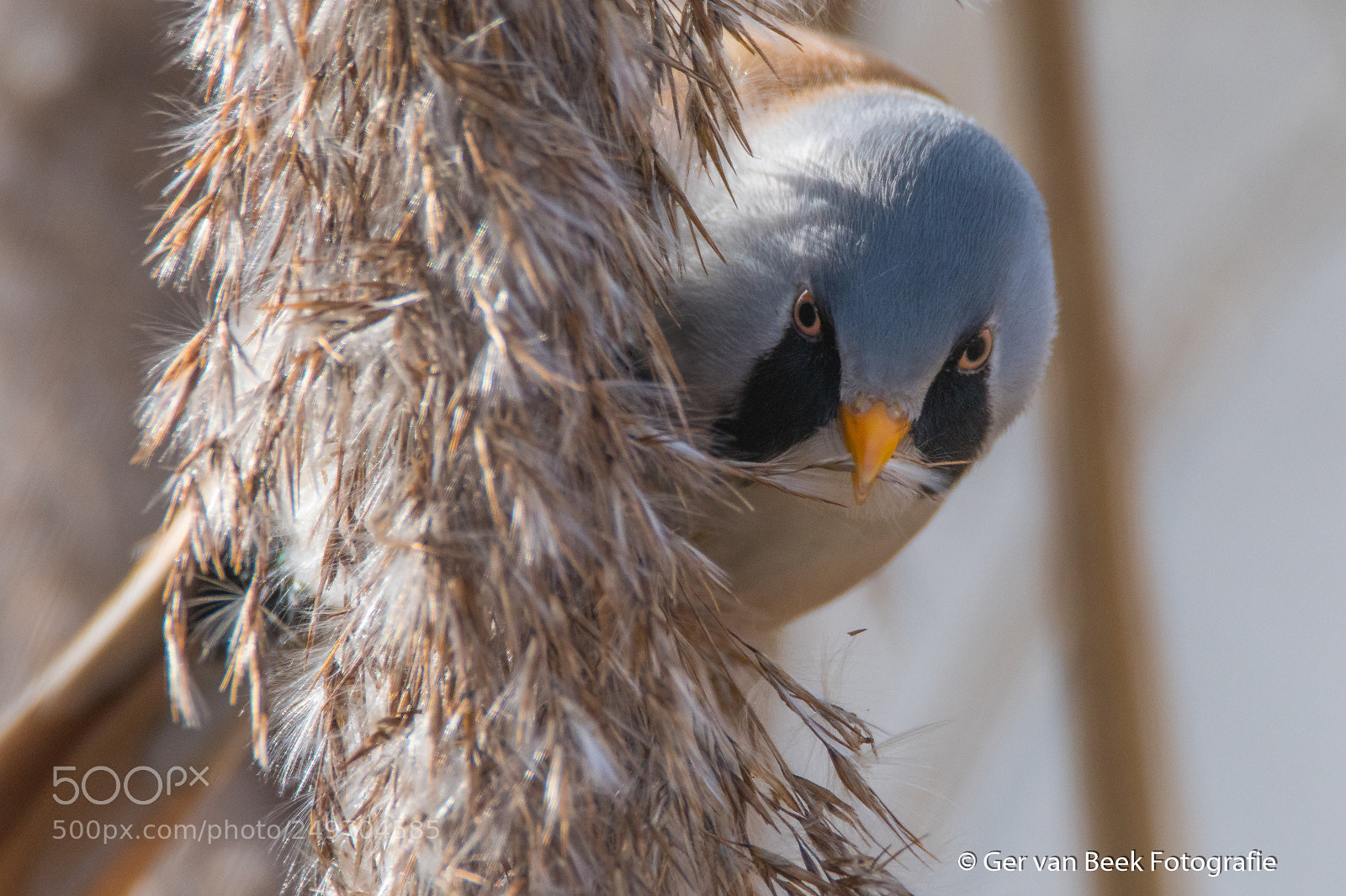 Nikon D7500 sample photo. Bearded reedling photography