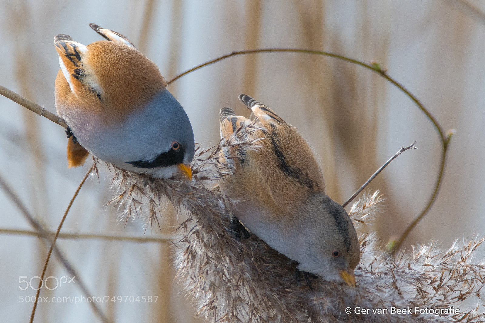 Nikon D7500 sample photo. Bearded reedling photography