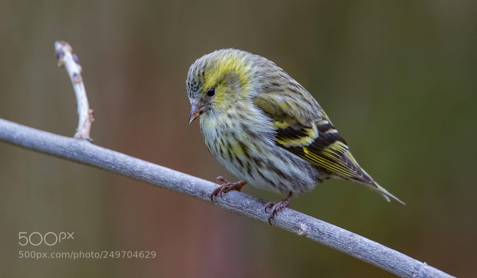 Canon EOS 7D Mark II sample photo. Siskin starring down photography