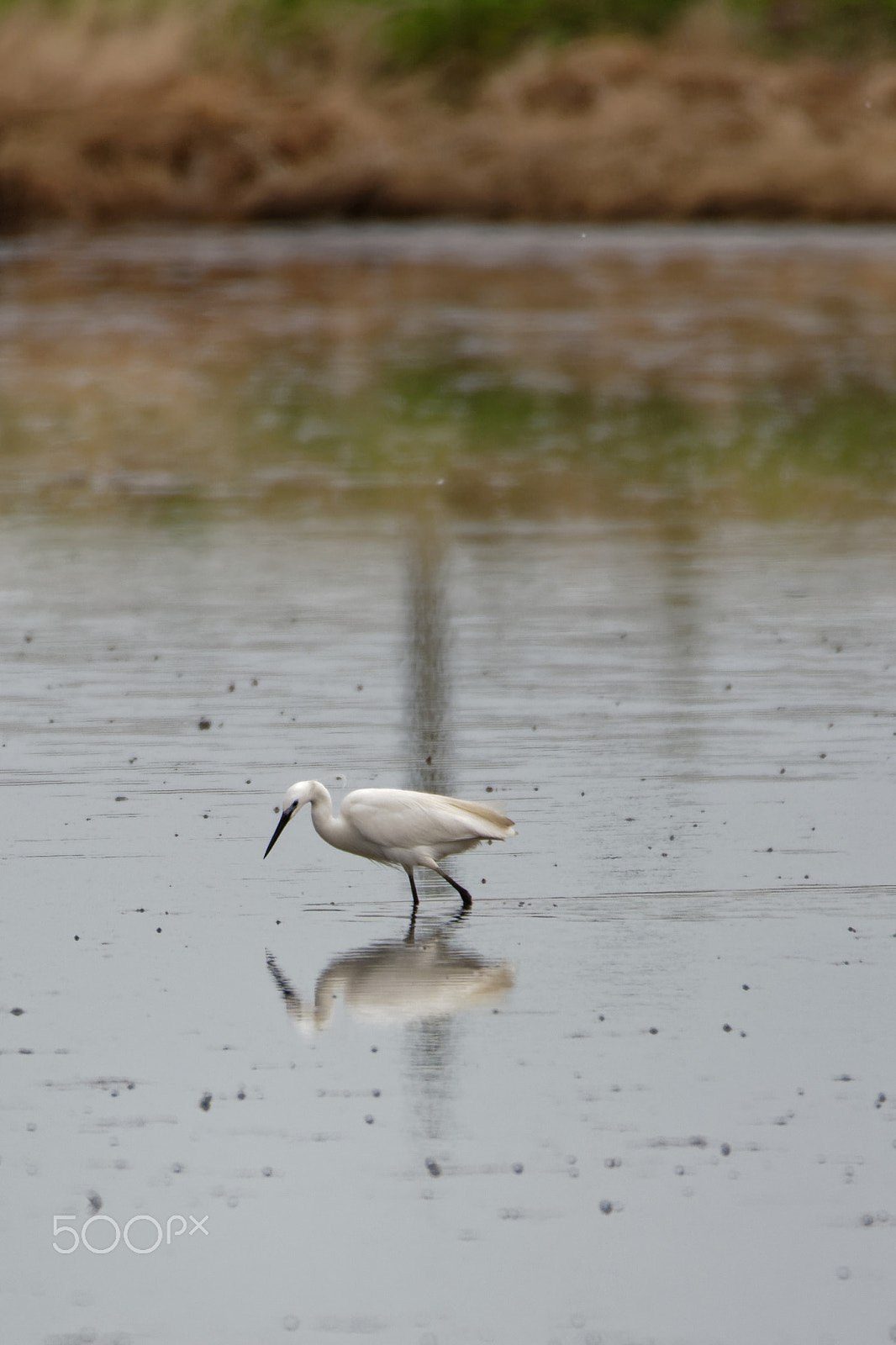 Nikon D7100 sample photo. Great egret photography