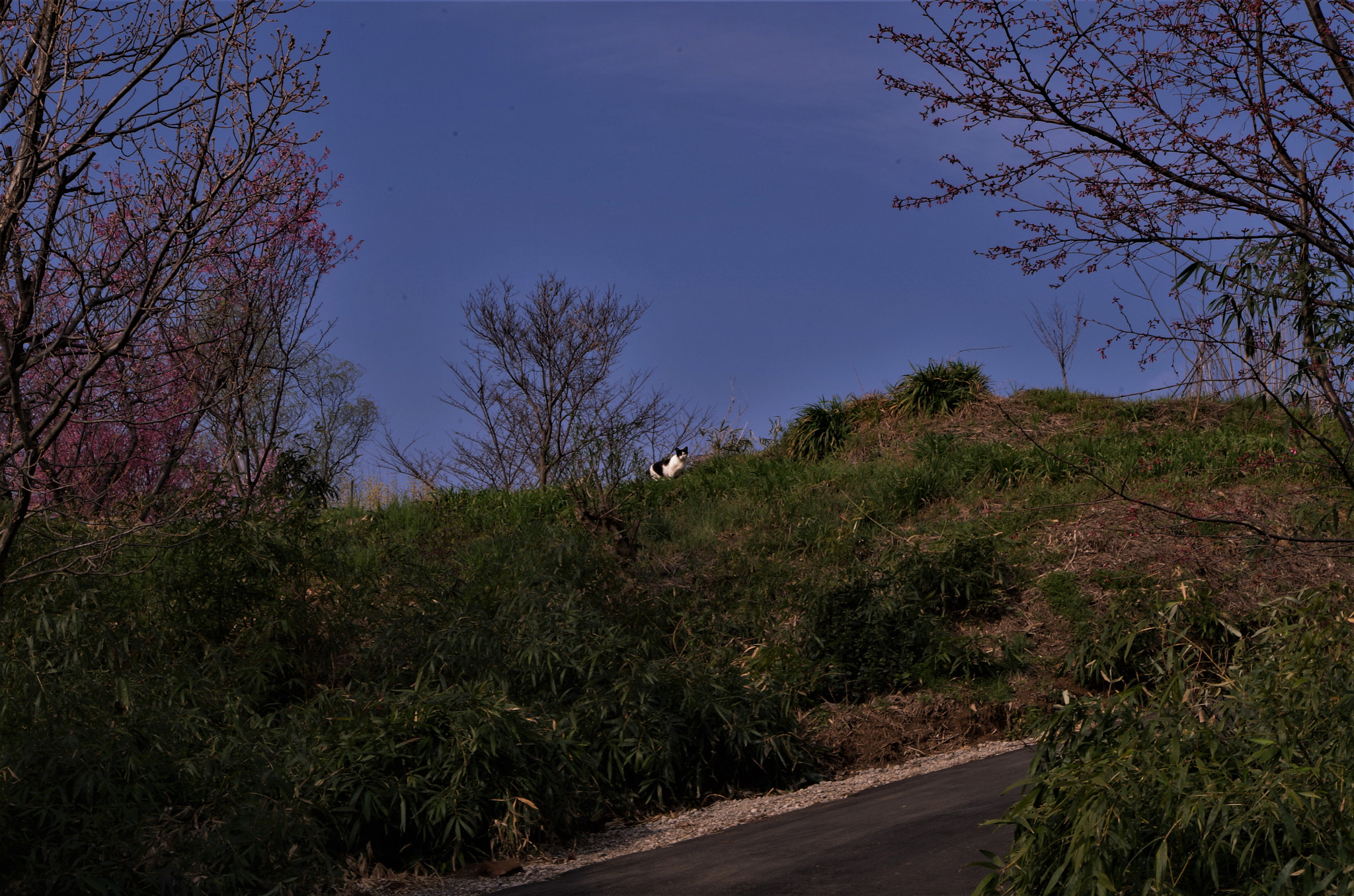 smc PENTAX-DA L 18-55mm F3.5-5.6 sample photo. 「go away immediately from my territory.」 photography