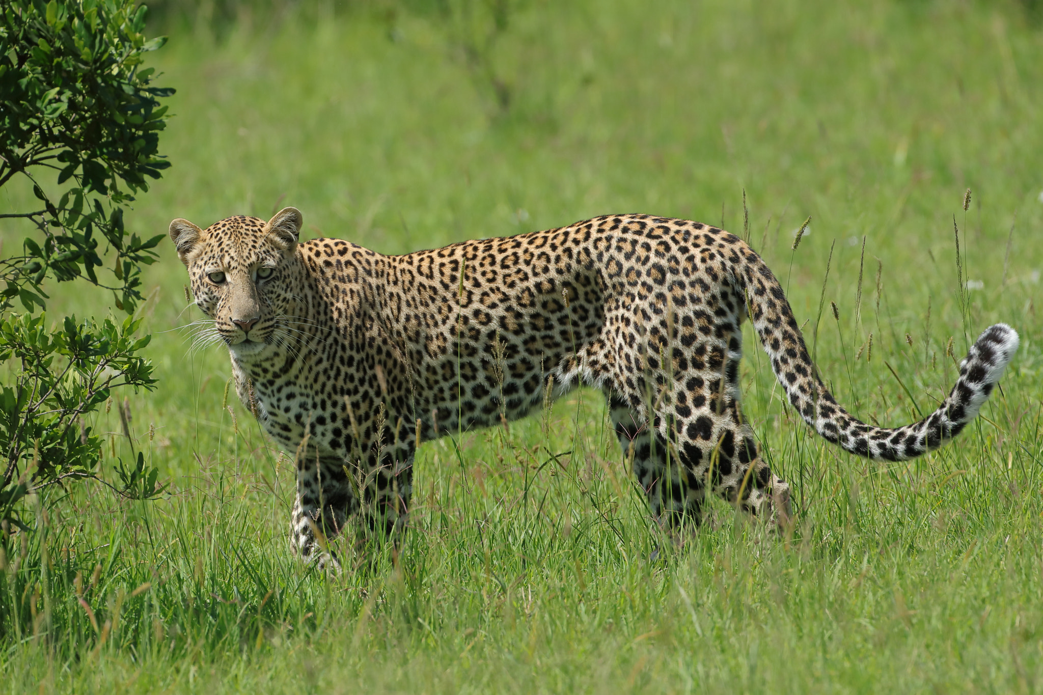 Canon EOS 5D Mark IV + Canon EF 500mm F4L IS USM sample photo. Leopard photography
