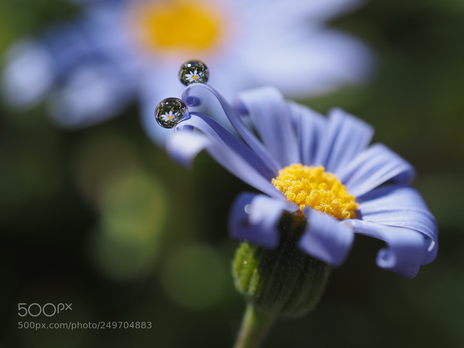Olympus OM-D E-M1 sample photo. Two drops photography