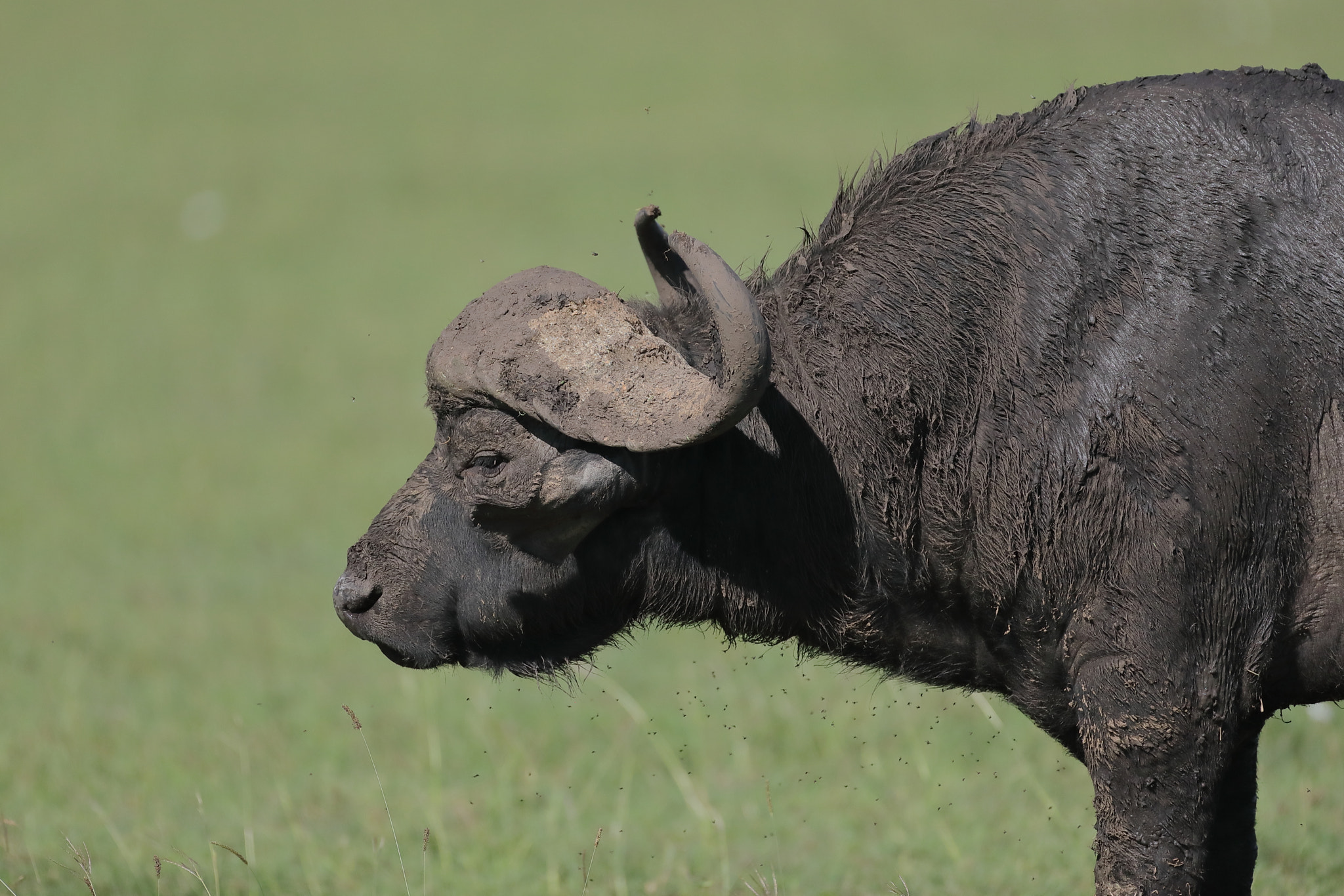 Canon EOS 5D Mark IV + Canon EF 500mm F4L IS USM sample photo. Buffalo # 3 photography