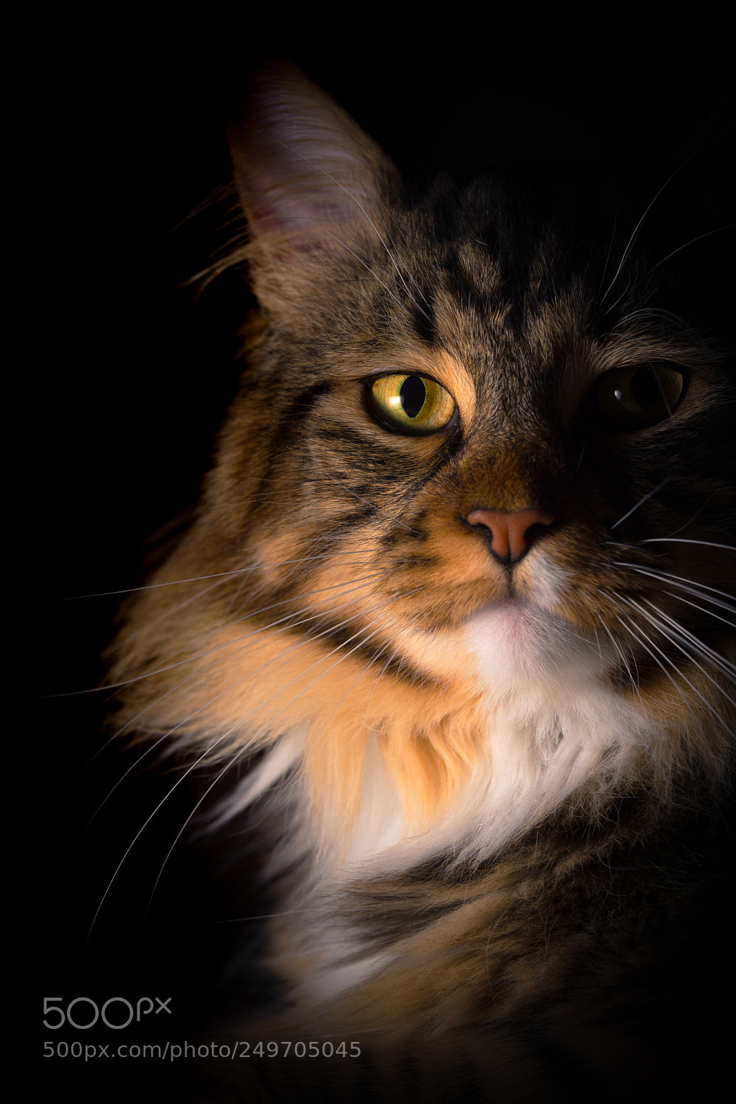 Nikon D7200 sample photo. Purrtrait 2 photography