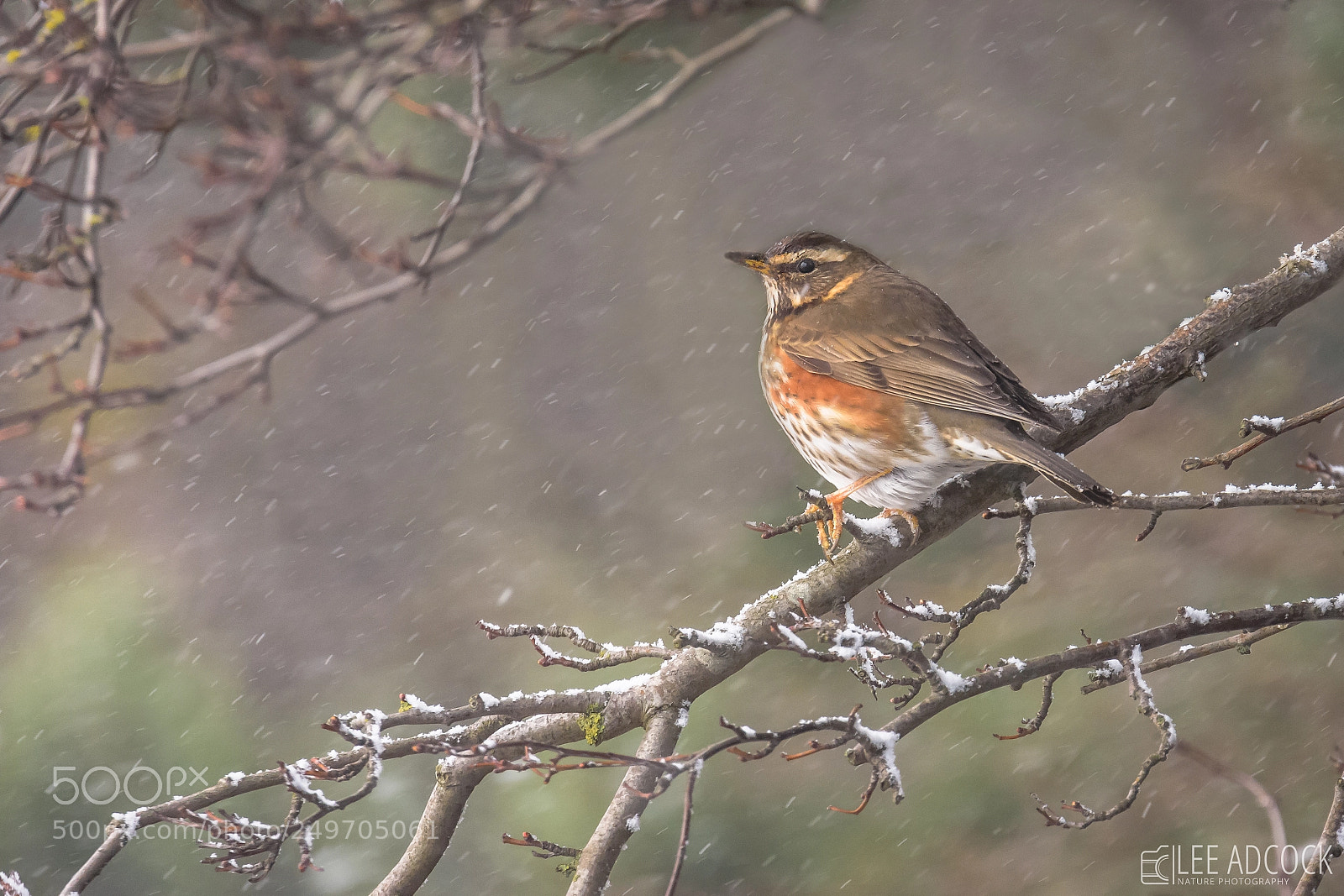 Nikon D7200 sample photo. Redwing photography