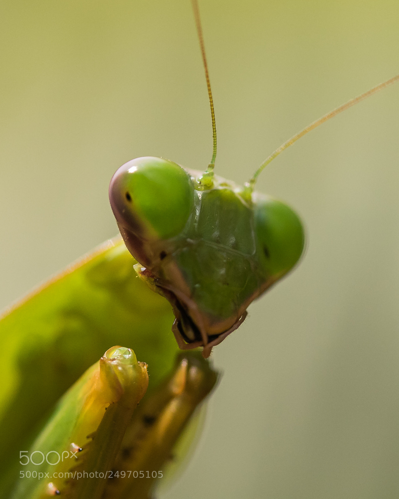 Canon EOS 7D Mark II sample photo. Mentis in macro photography
