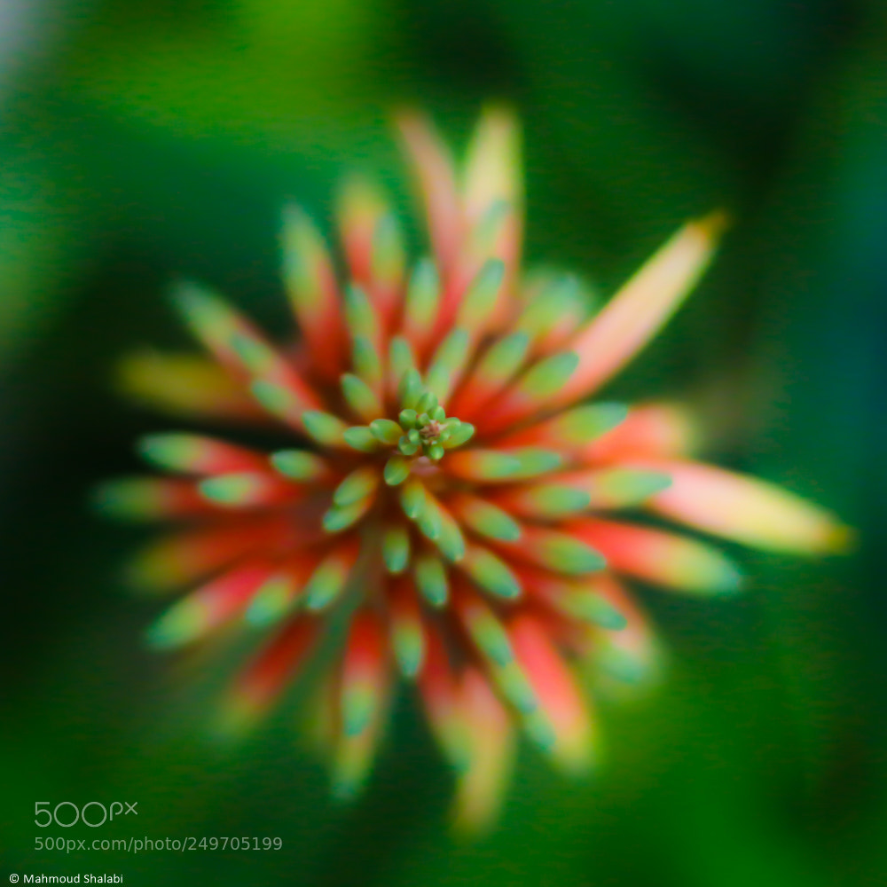 Canon EOS 70D sample photo. Spiral photography