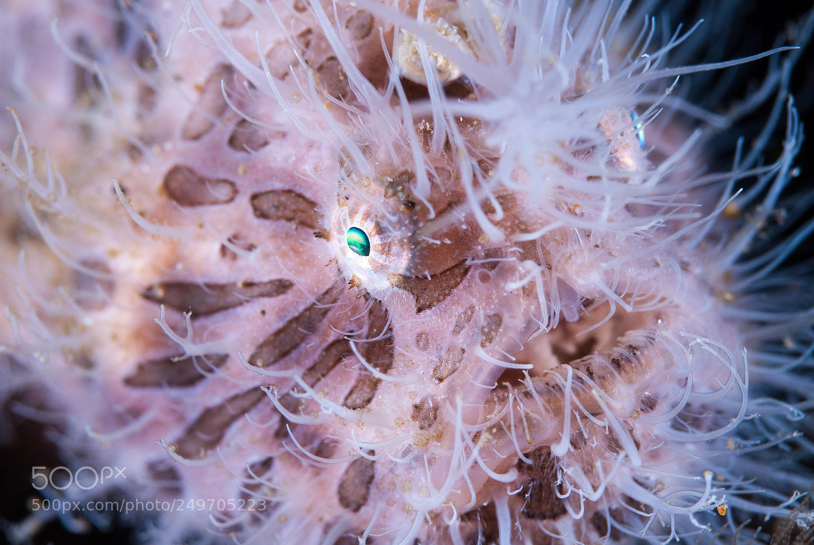 Nikon D200 sample photo. Translucid frog fish photography