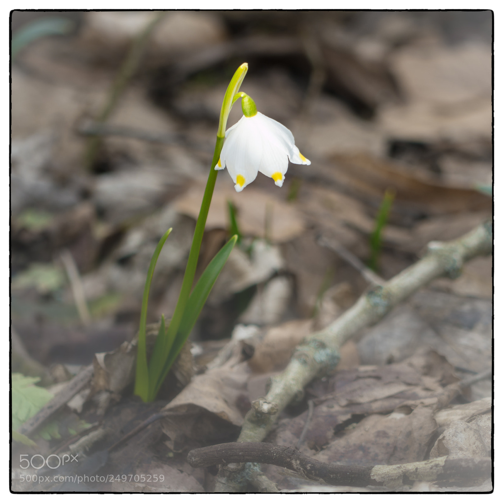 Panasonic Lumix DMC-GX8 sample photo. Spring snowflake photography