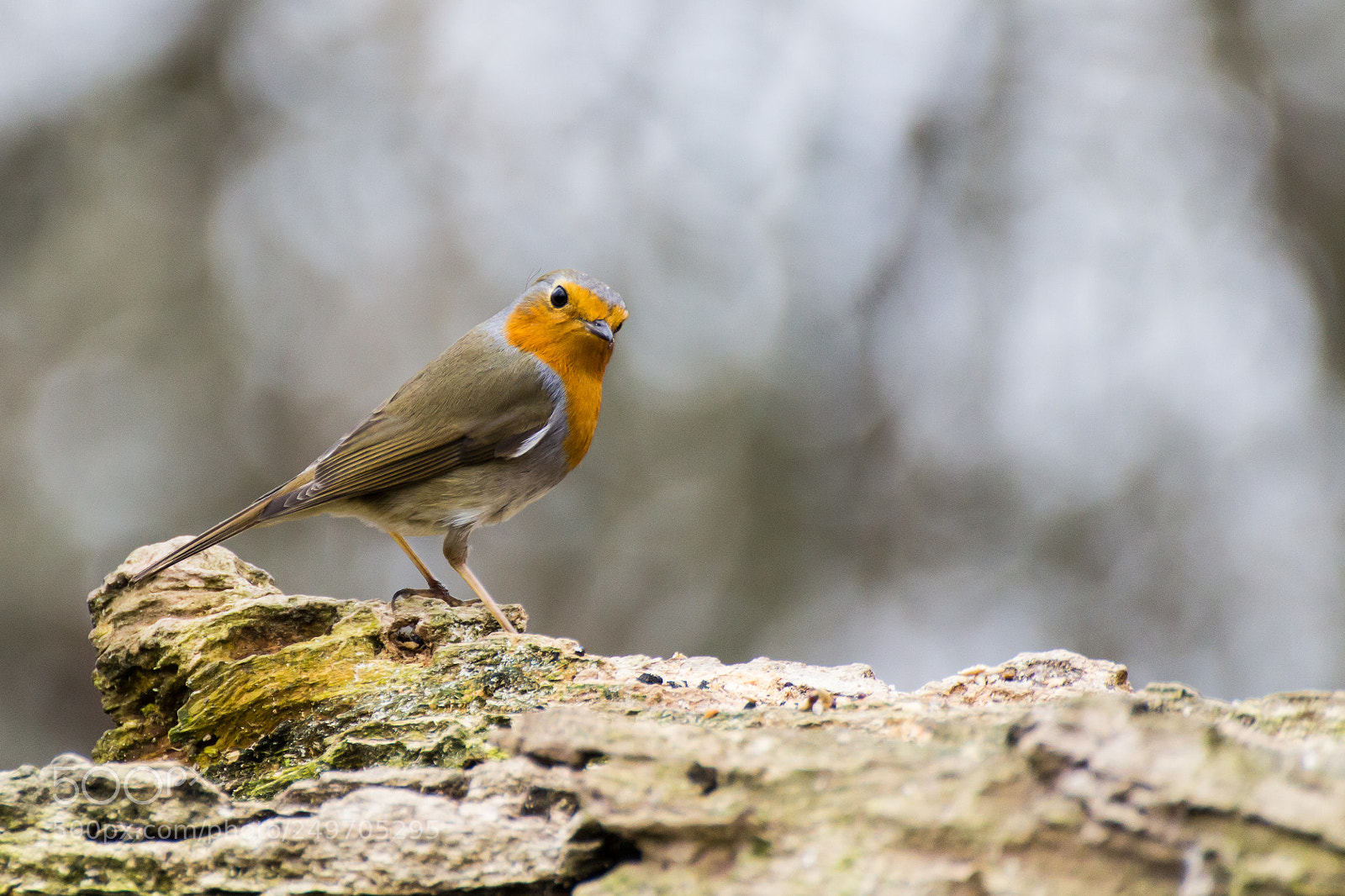 Canon EOS 1200D (EOS Rebel T5 / EOS Kiss X70 / EOS Hi) sample photo. A curious robin photography