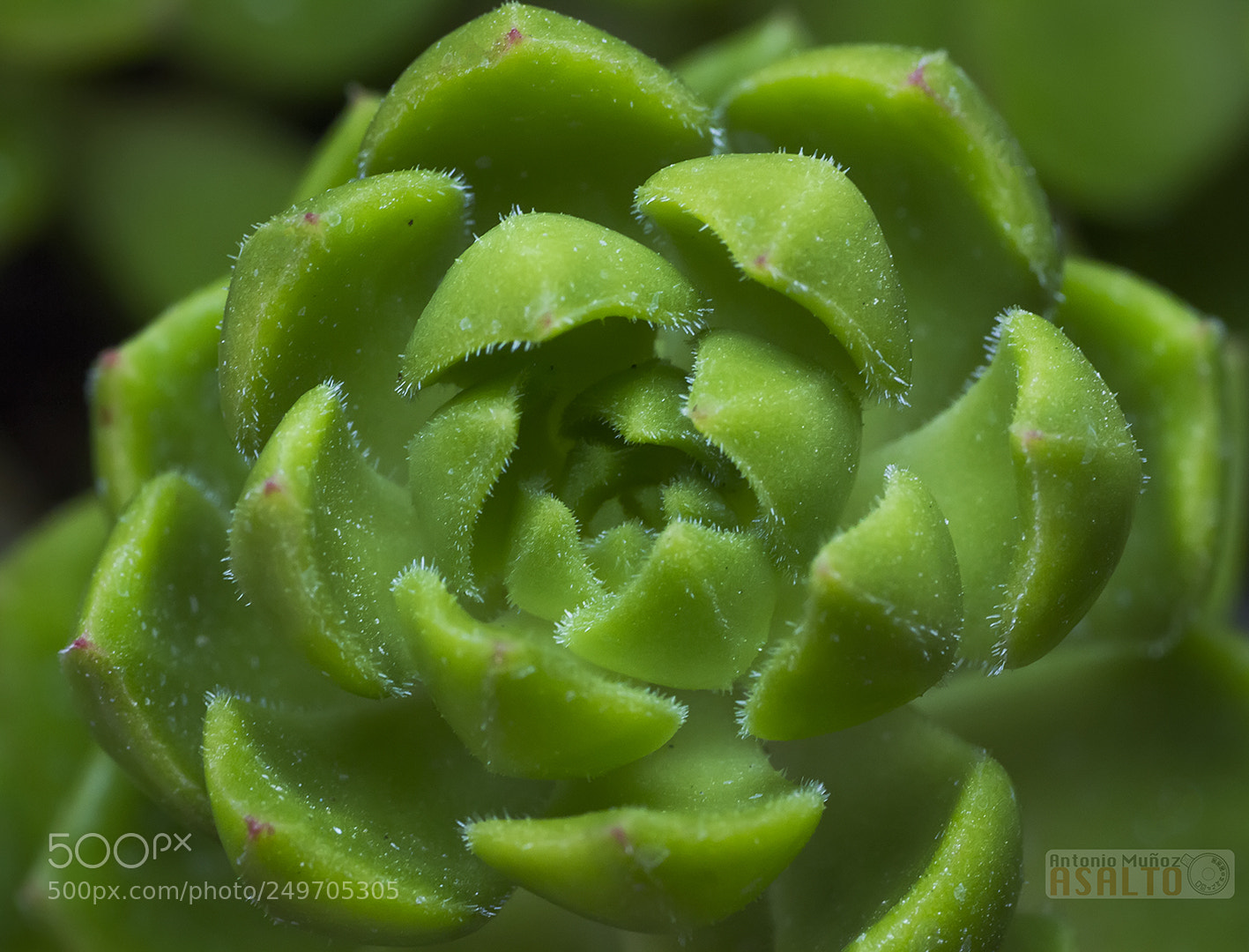 Canon EOS 7D sample photo. Crasa photography