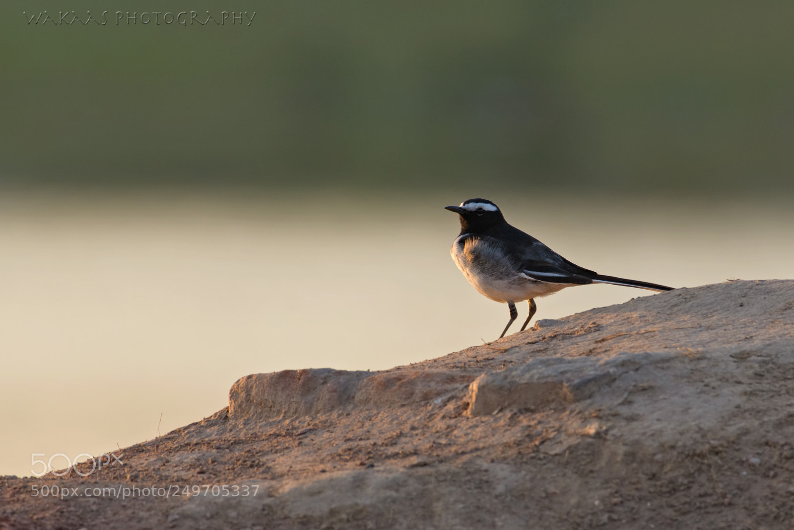 Nikon D850 sample photo. White-browed wagtail photography