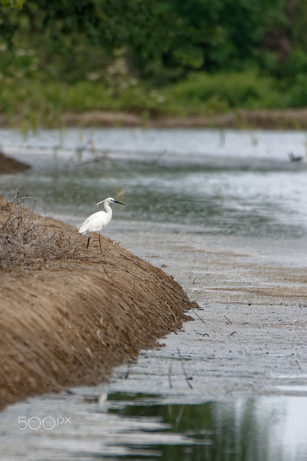Nikon D7100 sample photo. Great white egret photography