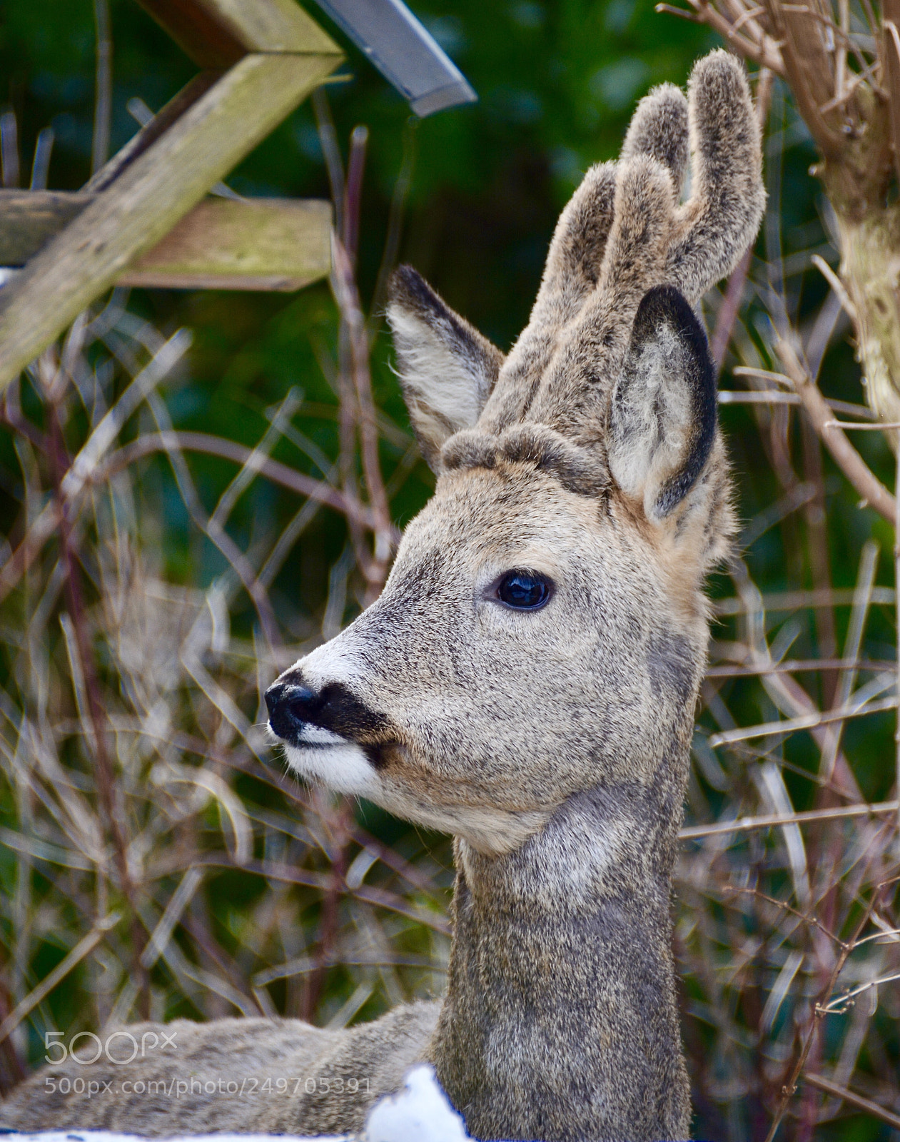 Nikon D7100 sample photo. Puppy .......... (roe-deer) ........ photography
