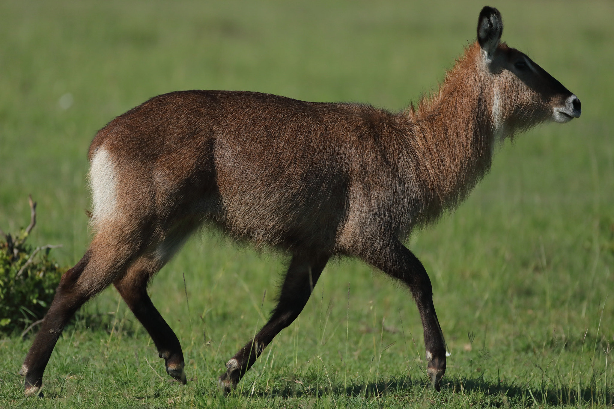 Canon EOS 5D Mark IV + Canon EF 500mm F4L IS USM sample photo. Waterbuck photography