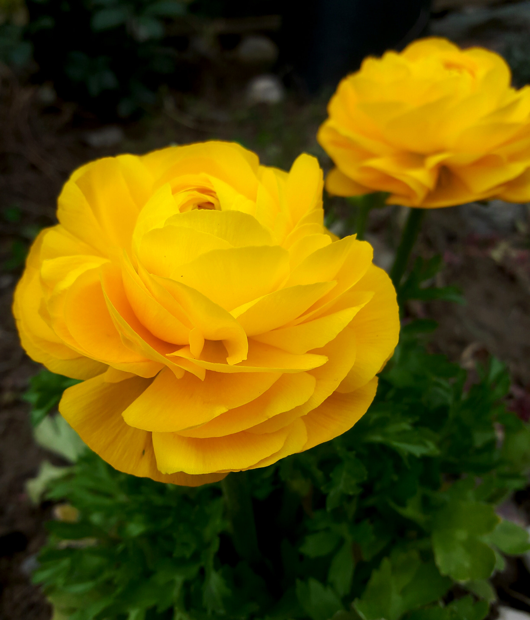 Samsung Galaxy A8 sample photo. Ranunculus.. photography