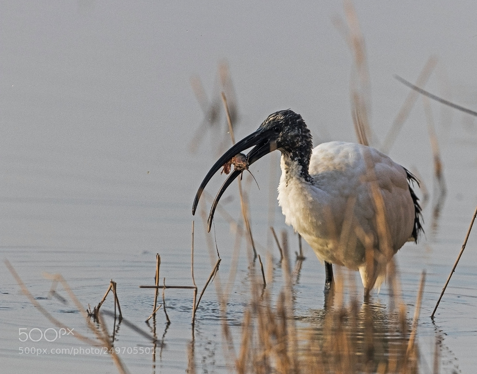 Canon EOS 80D sample photo. Sacred ibis with prey photography