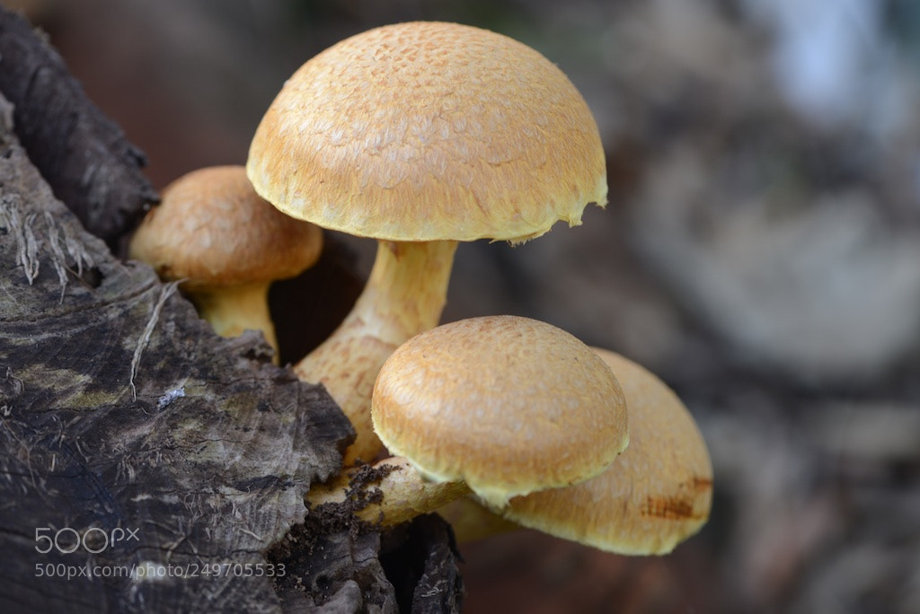Nikon D600 sample photo. Four yellow mushrooms photography