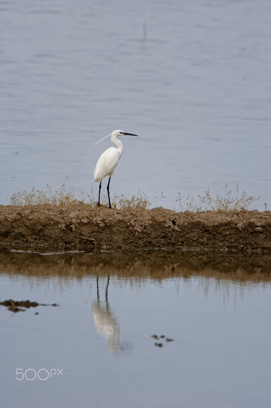 Nikon D7100 sample photo. Great white heron photography
