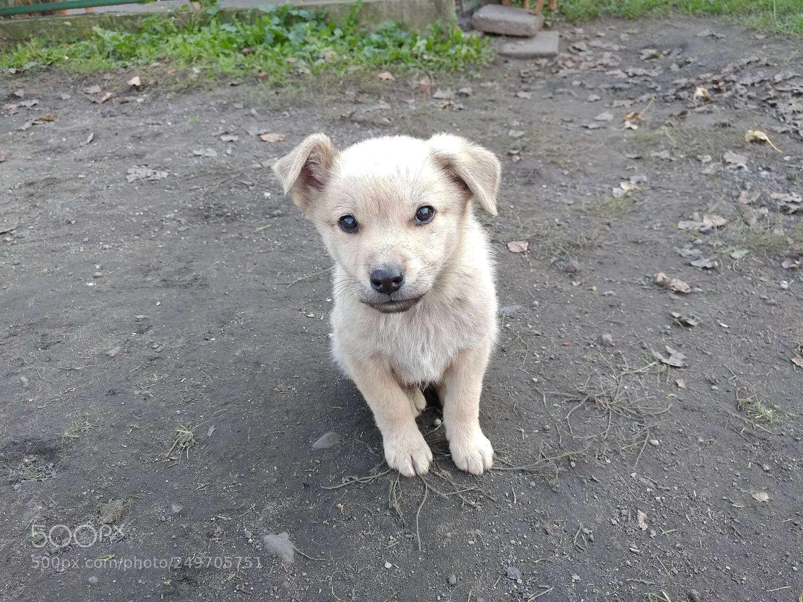 LG V20 sample photo. Doggy.jpg photography