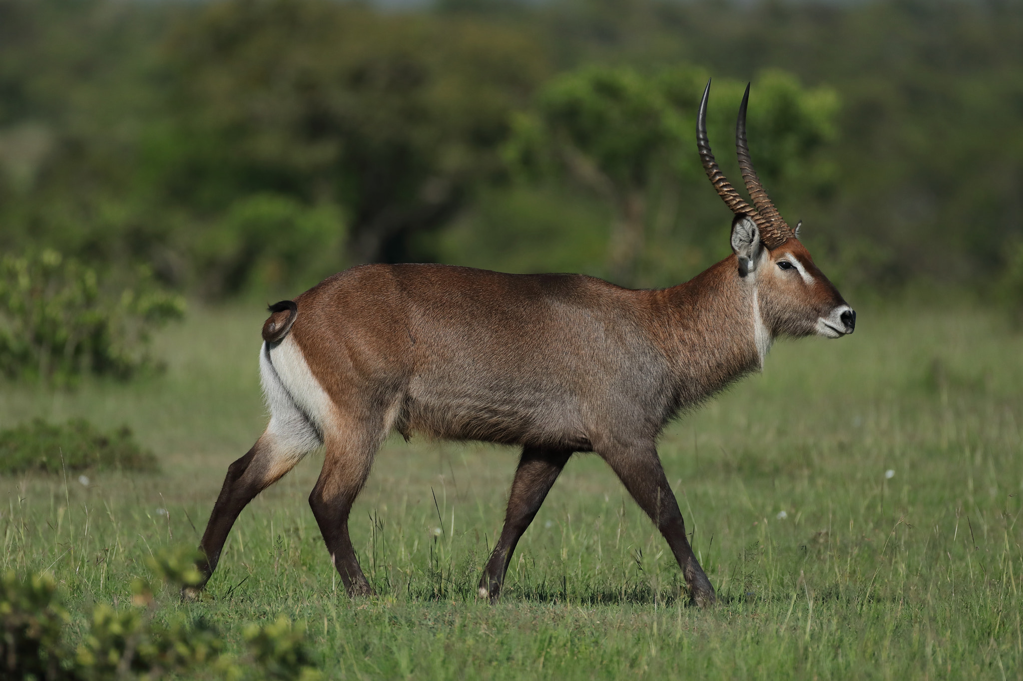 Canon EOS 5D Mark IV + Canon EF 500mm F4L IS USM sample photo. Waterbuck # 2 photography